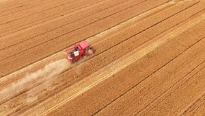 (240605) -- JINAN, June 5, 2024 (Xinhua) -- An aerial drone photo taken on June 5, 2024 shows a reaper harvesting wheat in a field in Yuncheng County of Heze City, east China's Shandong Province. (Xinhua/Guo Xulei)