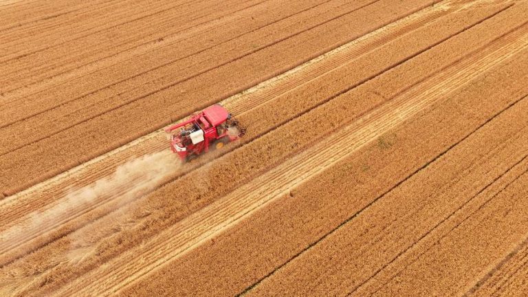 (240605) -- JINAN, June 5, 2024 (Xinhua) -- An aerial drone photo taken on June 5, 2024 shows a reaper harvesting wheat in a field in Yuncheng County of Heze City, east China's Shandong Province. (Xinhua/Guo Xulei)