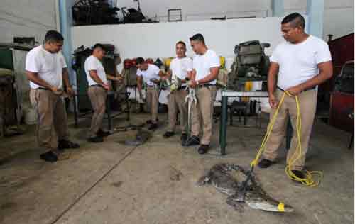 1-At-least-200-crocodiles-crawl-into-cities-as-heavy-rains-hit-northern-Mexico-near-Texas