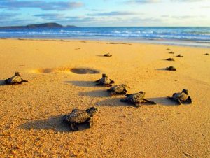 4 (06.00 uur) Grootste aantal zeeschildpadnesten in dertig jaar bij Turkse badplaats Antalya