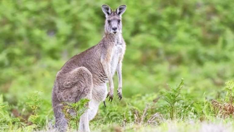 4 Minstens 65 kangoeroes in Australië omgekomen door geweerschoten