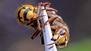 6 (22.00 uur) Allergische Oekraïner sterft bij vlucht voor zwerm wespen