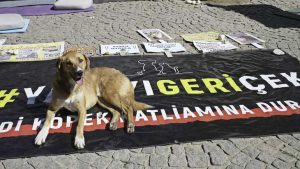 7 ()9.00 uur) Turks parlement neemt zwerfhonden op de korrel