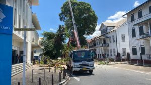 7 Old trees in inner city will be removed