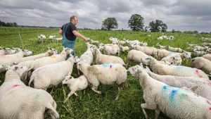 Aantal besmettingen blauwtongvirus stijgt naar 1094