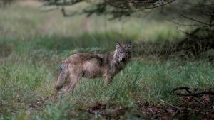 Aantal wolvenaanvallen groeit sterk