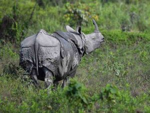 Floods-kill-six-rhinos-in-India-national-park