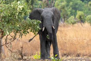 Spanish tourist killed by elephants in South Africa while taking photo