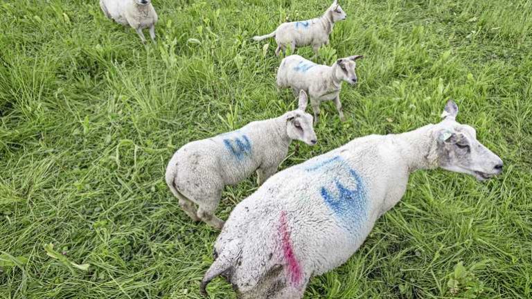 1 Aantal besmettingen blauwtong stijgt steeds langzamer