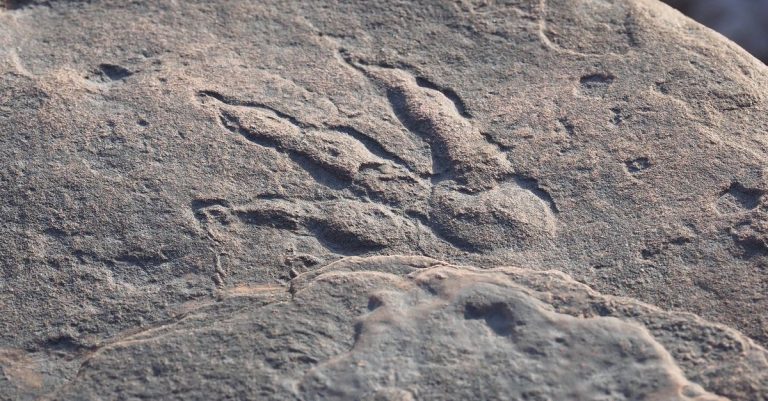 2 (13.00 uur) Tienjarig Brits meisje vindt bij toeval pootafdrukken van dinosaurus op strand