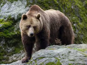 3 (19.00 uur) Zweden gaat een vijfde van alle bruine beren in het land afschietensn