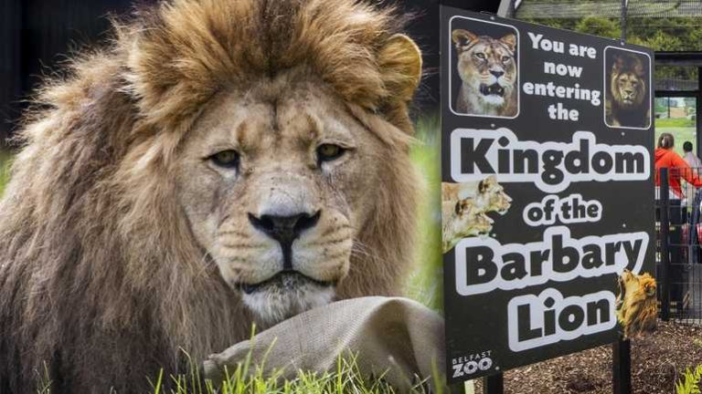 5 (22.00 uur)Dierenverzorger sluit collega op bij loslopende leeuwen