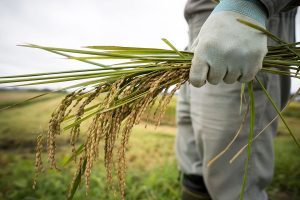 rice-palay-farmer