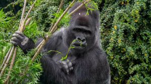 11 (14.00 uur) Gorilla's die helende planten eten kunnen helpen bij zoektocht nieuwe medicijnen ol