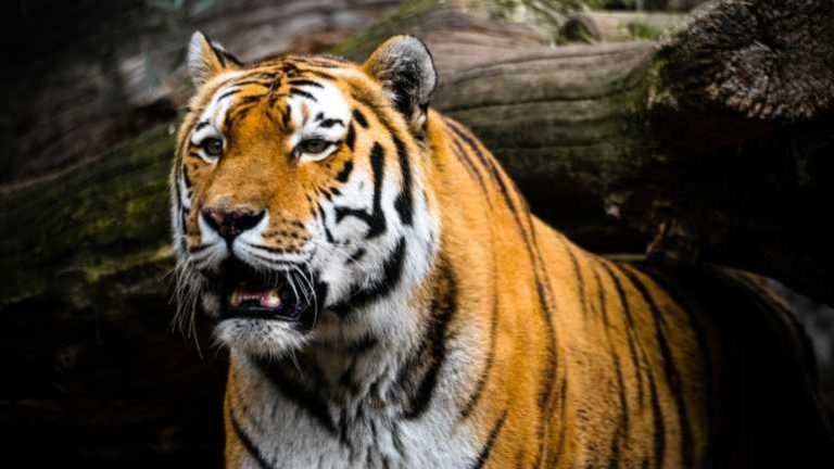 3 Wereld Natuur Fonds zet tijgers uit