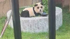 5 (20.00 uur)Chinese dierentuin geeft toe dat hun 'panda's' geverfde honden zijn