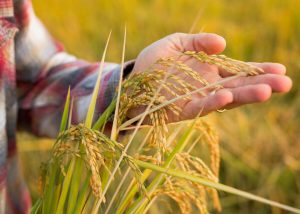 5 Boeren willen padie verkopen