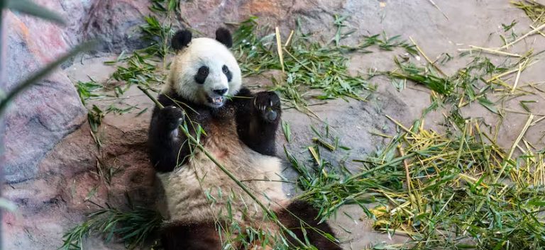 8 Finse dierentuin stuurt panda's