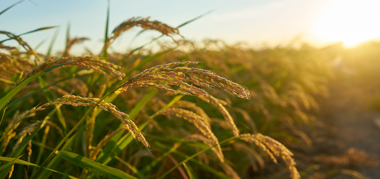 Rice farmers want president to put promises on paper