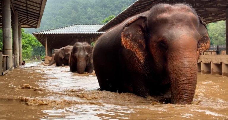 About 100 rescued elephants escape flash floods at popular sanctuary in northern Thailand