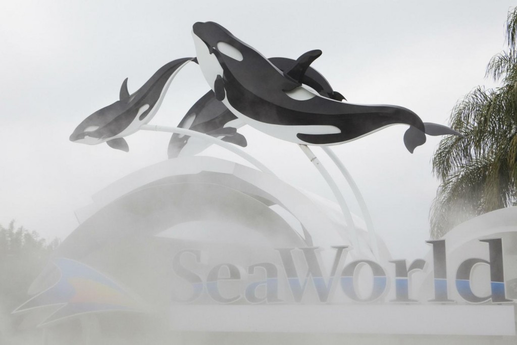 SeaWorld to end its orca breeding program