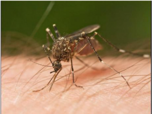 1 dengue deaths in Guyana