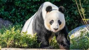 3 China zegt Australië twee nieuwe reuzenpanda's toe