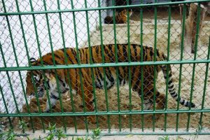 2 (16.30 uur) Bird flu suspected of killing dozens of captive tigers in Vietnam cr