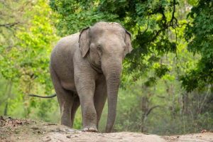 Man wil selfie-met-olifant-dodelijk